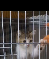 ��û��ϲ��è��ĺ����������ʵ��Ч��