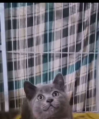 ��û��ϲ��è��ĺ����������ʵ��Ч��