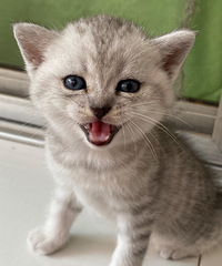 �����������Ҹ����˼�