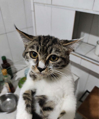 ����һֻ�껨è