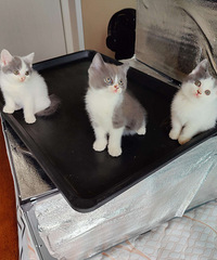 ���˳���