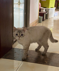 ��㴿��è��