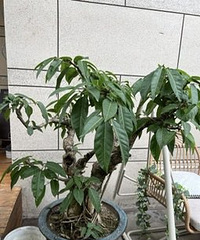 ��ֲ-�ƽ�������