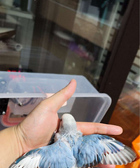 ����ֻСĸ��