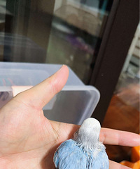 ����ֻСĸ��