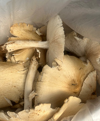 3�����ʵļ��ݾ�