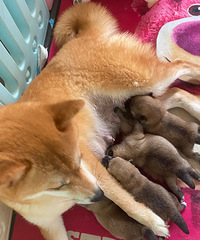 柴犬宝宝找家长啦