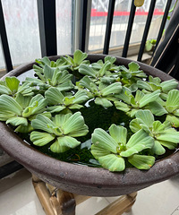 תһ�����õĹŷ�����