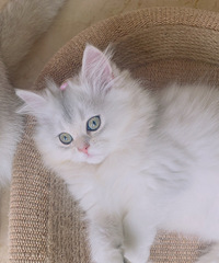 Ӣ��������  �������´����¼�