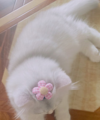 Ӣ��������  �������´����¼�