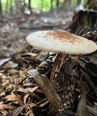 �հ������������쿨