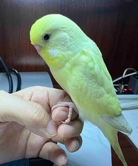 ��û��Ҫ����С��Ƥ�ģ�һ�����£�������Ĺ���