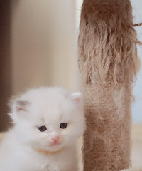 自家布偶猫猫找新家