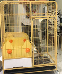 ��Ȥ��è����è�ѱ���������һ�����ڳ���ŷ��⽦����è����