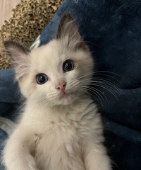 2���´�żè�г�����