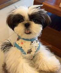 ������ʩȮ����