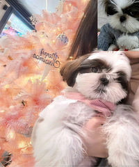 ������ʩȮ����