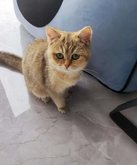 4���½𽥲�����ת��