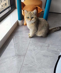 4���½𽥲�����ת��