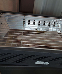 �����տ�¯