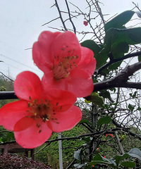 ����ְ���ΰ���