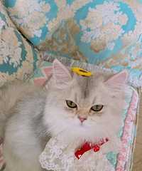 �������¼�