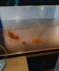 出鱼缸,鱼免费