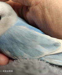 �����ɰ�