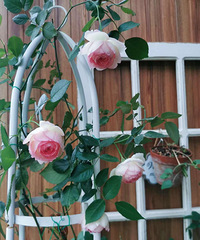 ��ɫ��ɳ��ʯ�¼�