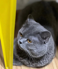 领养猫咪,蓝猫弟弟