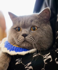 领养猫咪,蓝猫弟弟