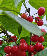 ����ӣ�Ҳ�ժ