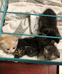 �ԼҲ�è����