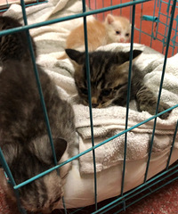 �ԼҲ�è����