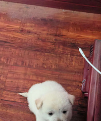 ����ת��