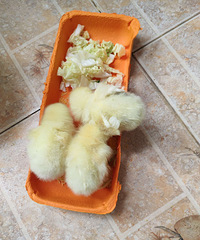 ����ֻС��