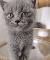 自家蓝猫夫妻生的蓝猫宝宝求收养