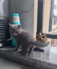 �Լ���è����������è����������