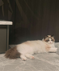 10个月布偶猫海双妹妹