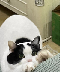 ������ʿ��������ѣ���ţèһֻ