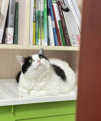 求爱心人士收养(免费)奶牛猫一只