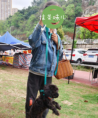 自养小体纯黑泰迪妹妹三斤左右,9个月了,疫苗已打