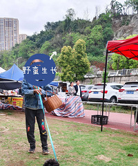 自养小体纯黑泰迪妹妹三斤左右,9个月了,疫苗已打