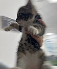 小奶猫免费领养