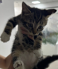 小奶猫免费领养