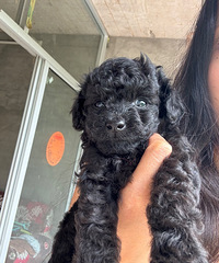 �Լ�����С��������Ե��