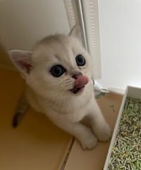 自己家的猫生小猫啦