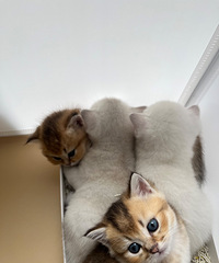 自己家的猫生小猫啦