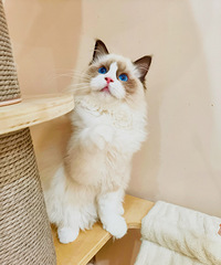 ��˫��ż���¼�