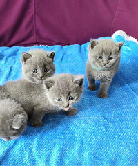 自家猫咪生的小蓝猫,还有3只,先到先得。 小猫还没长大后续会